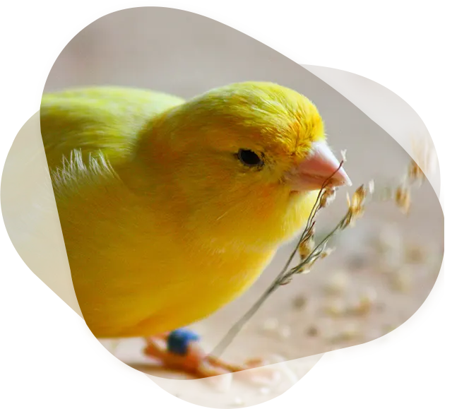 Oiseau Comme Animal De Compagnie