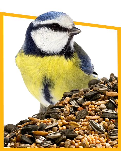 alimentation Des Oiseaux